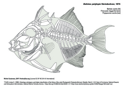 Finescale triggerfish