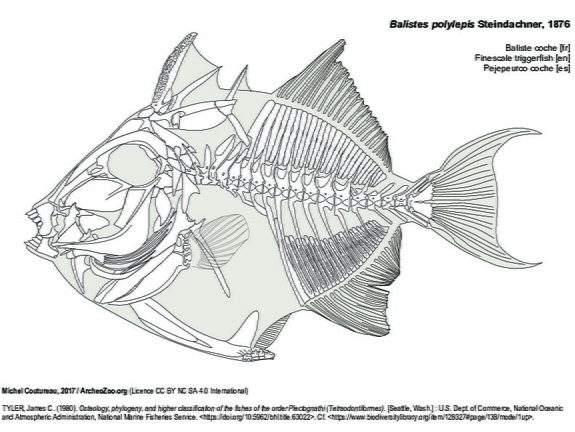Baliste coche (8326 visites) TYLER, James C. (1980). Osteology, phylogeny, and higher classification of the fishes of the order P... Baliste coche