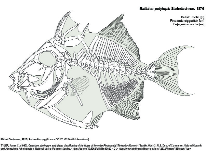 Baliste coche (8322 visites) TYLER, James C. (1980). Osteology, phylogeny, and higher classification of the fishes of the order P... Baliste coche