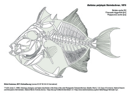 Finescale triggerfish