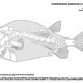Coffre taureau (7740 visites) TYLER, James C. (1980). Osteology, phylogeny, and higher classification of the fishes of the order P... Coffre taureau