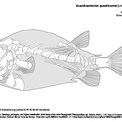 Coffre taureau (7735 visites) TYLER, James C. (1980). Osteology, phylogeny, and higher classification of the fishes of the order P... Coffre taureau