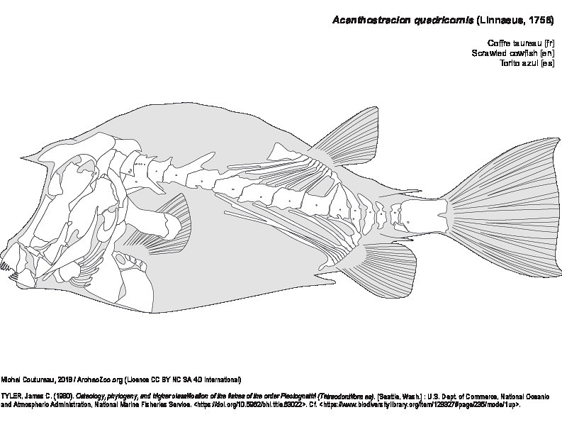 Coffre taureau (7737 visites) TYLER, James C. (1980). Osteology, phylogeny, and higher classification of the fishes of the order P... Coffre taureau