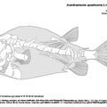 acanthostracion_quadricornis.pdf