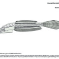 Anacanthus barbatus (9793 visites) TYLER, James C. (1980). Osteology, phylogeny, and higher classification of the fishes of the order P... Anacanthus barbatus