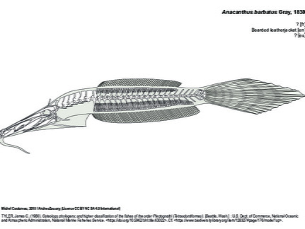 Bearded leatherjacket