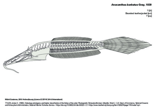 Anacanthus barbatus