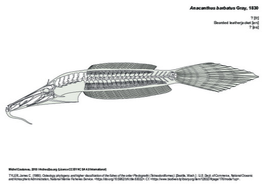 Bearded leatherjacket