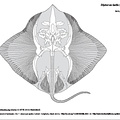 Raie, pocheteau gris (7283 visites) OWEN, Richard. (1866). Anatomy of vertebrates. Vol. 1 : fishes and reptiles. London : Longmans, Gree... Raie, pocheteau gris