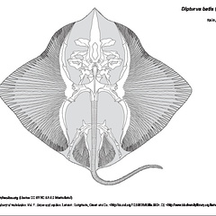 Raie, pocheteau gris (7259 visites) OWEN, Richard. (1866). Anatomy of vertebrates. Vol. 1 : fishes and reptiles. London : Longmans, Gree... Raie, pocheteau gris