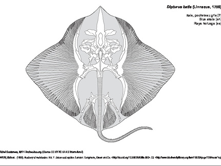 Raie, pocheteau gris (7261 visites) OWEN, Richard. (1866). Anatomy of vertebrates. Vol. 1 : fishes and reptiles. London : Longmans, Gree... Raie, pocheteau gris