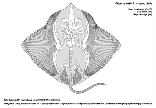 Raie, pocheteau gris (7246 visites) OWEN, Richard. (1866). Anatomy of vertebrates. Vol. 1 : fishes and reptiles. London : Longmans, Gree... Raie, pocheteau gris