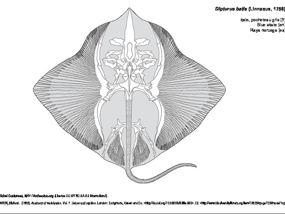 Raie, pocheteau gris (7264 visites) OWEN, Richard. (1866). Anatomy of vertebrates. Vol. 1 : fishes and reptiles. London : Longmans, Gree... Raie, pocheteau gris