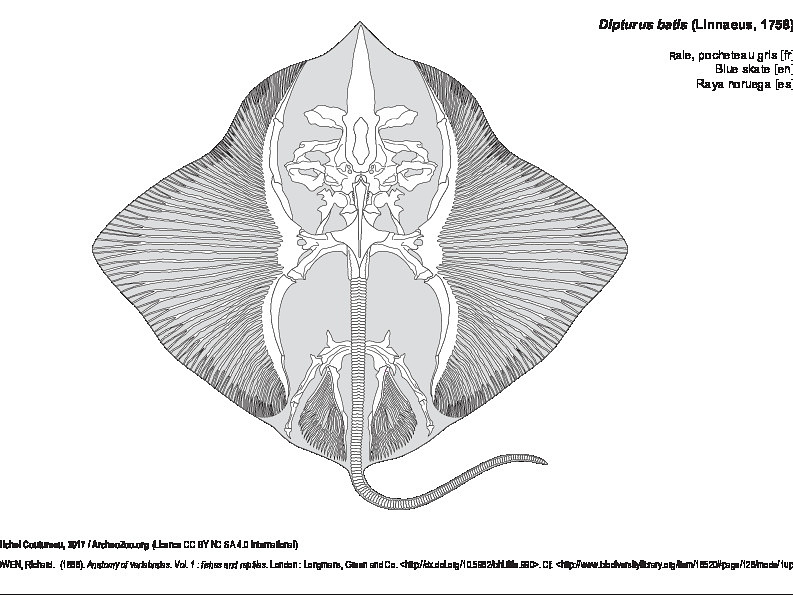 Raie, pocheteau gris (7260 visites) OWEN, Richard. (1866). Anatomy of vertebrates. Vol. 1 : fishes and reptiles. London : Longmans, Gree... Raie, pocheteau gris