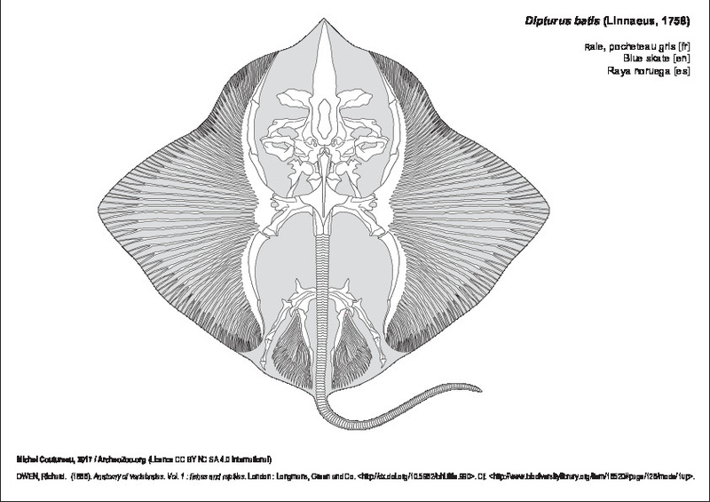 OWEN, Richard. (1866). Anatomy of vertebrates. Vol. 1 : fishes and reptiles. London : Longmans, Green and Co. http://dx.doi.org/10.5962/bhl.title.990. Cf. http://www.biodiversitylibrary.org/item/16520#page/126/mode/1up. dipturus_batis.pdf