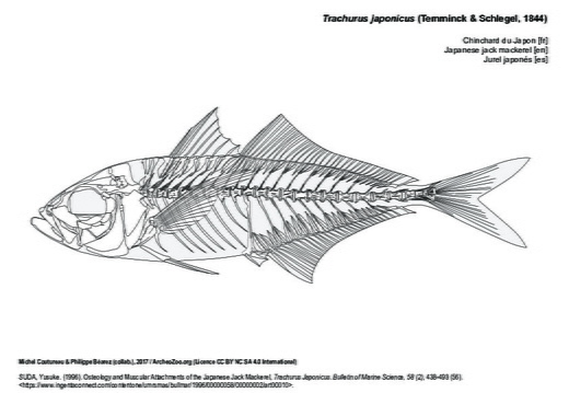 Japanese jack mackerel