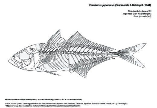 Chinchard du Japon