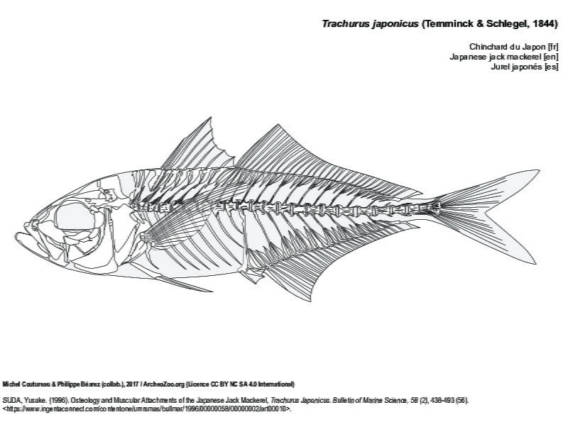 Chinchard du Japon (10018 visites) SUDA, Yusuke. (1996). Osteology and Muscular Attachments of the Japanese Jack Mackerel, Trachurus Ja... Chinchard du Japon