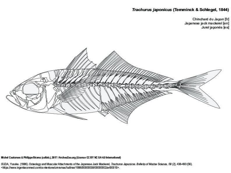 Japanese jack mackerel