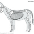 equus_asinus.pdf
