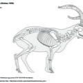Bouquetin ibérique (8344 visites) D’après le dessin du bouquetin des Alpes. https://www.archeozoo.org/archeozootheque/picture/capra... Bouquetin ibérique