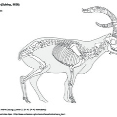 Bouquetin ibérique (8324 visites) D’après le dessin du bouquetin des Alpes. https://www.archeozoo.org/archeozootheque/picture/capra... Bouquetin ibérique