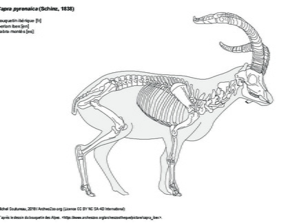 Iberian ibex