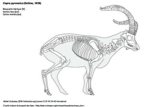 Iberian ibex