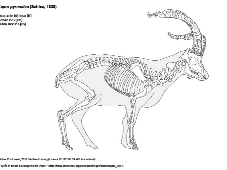 Bouquetin ibérique (8334 visites) D’après le dessin du bouquetin des Alpes. https://www.archeozoo.org/archeozootheque/picture/capra... Bouquetin ibérique