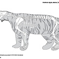 Tigre de Sibérie (7591 visites) D'après squelette reconstitué. Tigre de Sibérie