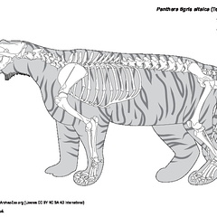 Tigre siberiano (7587 visitas) De un esqueleto reconstruido. Tigre siberiano