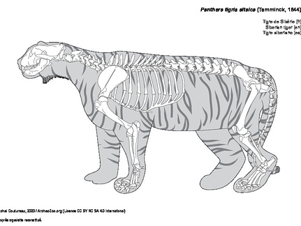 Tigre de Sibérie (7591 visites) D'après squelette reconstitué. Tigre de Sibérie