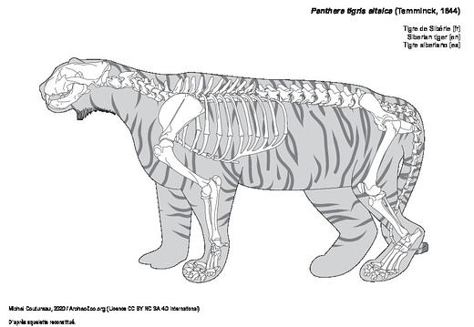 Tigre de Sibérie