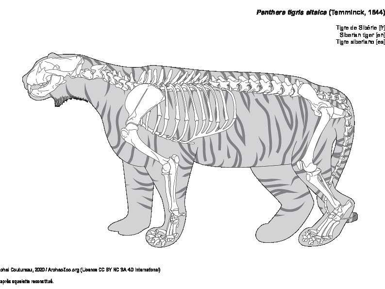 Tigre de Sibérie (7597 visites) D'après squelette reconstitué. Tigre de Sibérie