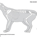 puma_concolor.pdf