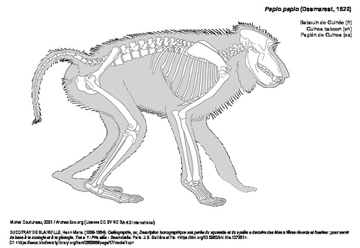 Guinea baboon