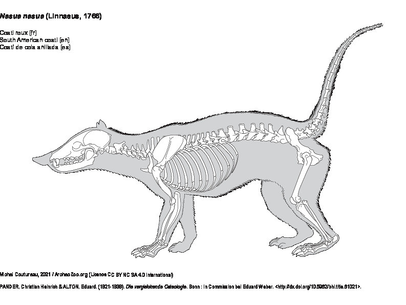 Coati roux (7494 visites) PANDER, Christian Heinrich & ALTON, Eduard. (1821-1838). Die vergleichende Osteologie. Bonn : In Com... Coati roux