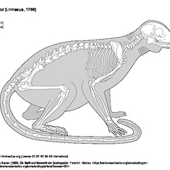 Eulemur mongoz (8112 visitas) LUCAE, Johann Christian Gustav. (1883). Die Statik und Mechanik der Quadrupeden. Frankfurt : Mahlau.... Eulemur mongoz