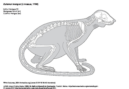 Mongoose lemur