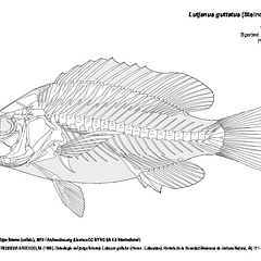 Pargo lunarejo