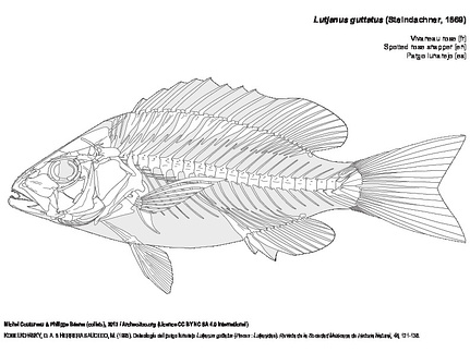 Pargo lunarejo