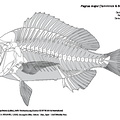 Dorade japonaise (7149 visites) KISHIMOTO, H., SUZUKI, N. & AKAGAWA, I. (2006). Gyoruigaku Zikken Tekisuto. Tokyo, Japon : Tokai Uni... Dorade japonaise
