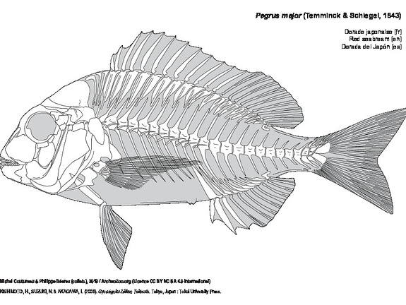Dorade japonaise (7172 visites) KISHIMOTO, H., SUZUKI, N. & AKAGAWA, I. (2006). Gyoruigaku Zikken Tekisuto. Tokyo, Japon : Tokai Uni... Dorade japonaise