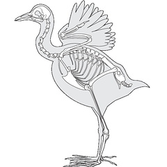 Gallinule poule-d'eau (6983 visites) MILNE EDWARDS, Alph. & GRANDIDIER, Alfred. (1885). Volume XV : Histoire naturelle des oiseaux. Tome ... Gallinule poule-d'eau