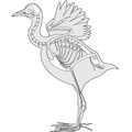 gallinula_chloropus.pdf