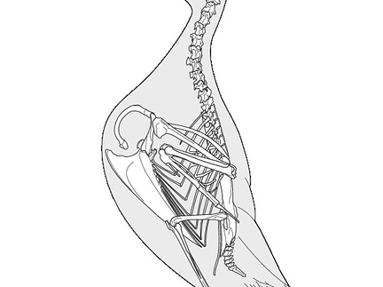 Guillemot de Troïl (7452 visites) EYTON, Thomas Campbell. (1867). Osteologia avium, or, A sketch of the osteology of birds. Plates. We... Guillemot de Troïl