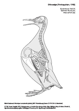 Guillemot de Troïl