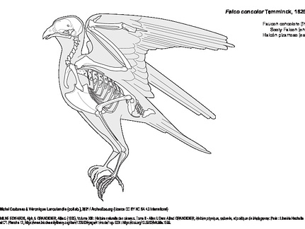 Faucon concolore (6950 visites) MILNE EDWARDS, Alph. & GRANDIDIER, Alfred. (1885). Volume XIII : Histoire naturelle des oiseaux. Tom... Faucon concolore