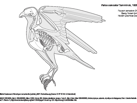 Faucon concolore (6950 visites) MILNE EDWARDS, Alph. & GRANDIDIER, Alfred. (1885). Volume XIII : Histoire naturelle des oiseaux. Tom... Faucon concolore