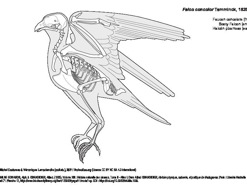 Faucon concolore (6957 visites) MILNE EDWARDS, Alph. & GRANDIDIER, Alfred. (1885). Volume XIII : Histoire naturelle des oiseaux. Tom... Faucon concolore